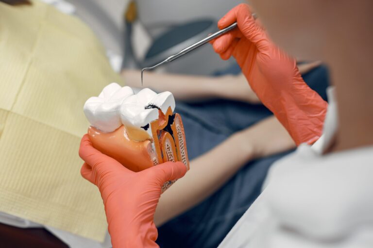 Model of a tooth